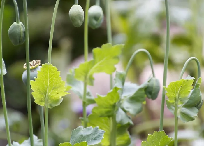 Апартаменты Inselparadies *