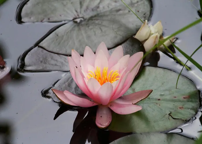 Апартаменты Inselparadies